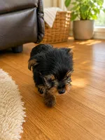 Cooper, a male Yorkshire Terrier for sale in South Bend, IN – 2 of 3