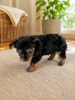 Ruby, a female Yorkshire Terrier for sale in South Bend, IN – 2 of 3