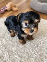 Teddy, a male Yorkshire Terrier for sale in South Bend, IN – 1 of 3