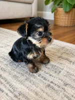 Teddy, a male Yorkshire Terrier for sale in South Bend, IN – 2 of 3