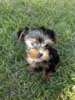 Teddy, a male Yorkshire Terrier for sale in South Bend, IN – 3 of 3