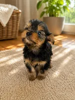 Ruby, a female Yorkshire Terrier for sale in South Bend, IN – 3 of 3