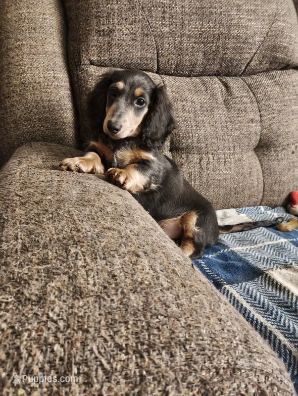 Boo – Dachshund puppy for sale in Warrensburg, MO
