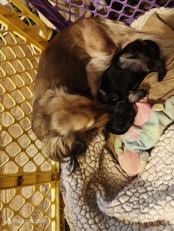 Dolly, a female Dachshund for sale in Warrensburg, MO – 1 of 4