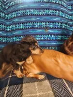 Boo, a male Dachshund for sale in Warrensburg, MO – 7 of 7