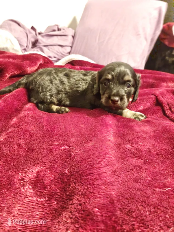 Dolly – Dachshund puppy for sale in Warrensburg, MO