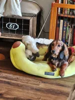 Dolly, a female Dachshund for sale in Warrensburg, MO – 4 of 4