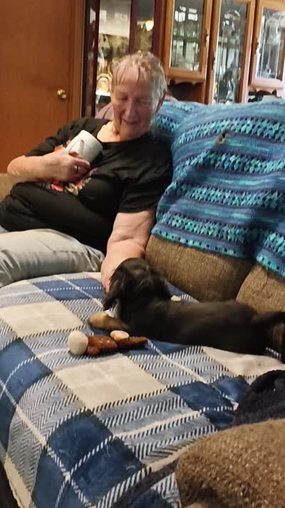 Boo, a male Dachshund for sale in Warrensburg, MO – 2 of 7