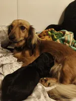 Dolly, a female Dachshund for sale in Warrensburg, MO – 3 of 4