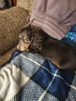 Boo, a male Dachshund for sale in Warrensburg, MO – 6 of 7