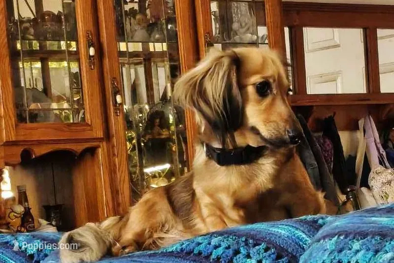 Heidi – Dachshund puppy for sale in Warrensburg, MO
