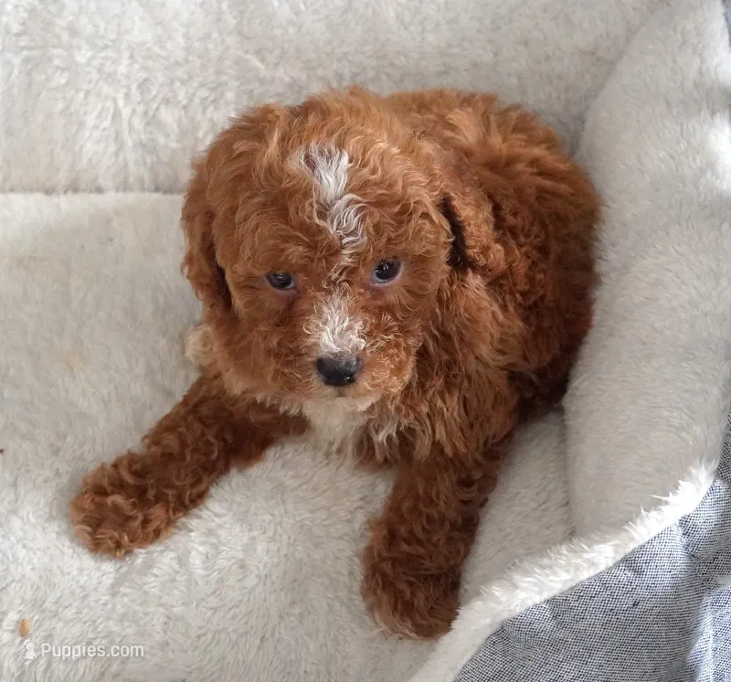 Splash Female – Poodle - Toy  puppy for sale in Huntsville, AL