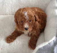 Splash Female, a female Poodle - Toy  for sale in Huntsville, AL – 1 of 1