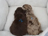 F1B Toy Chocolate Merle Male , a male Poodle - Toy  and Miniature Aussiedoodle for sale in Huntsville, AL – 2 of 2