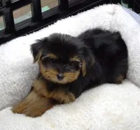 Toy Yorkie Female, a female Yorkshire Terrier for sale in Huntsville, AL – 1 of 2