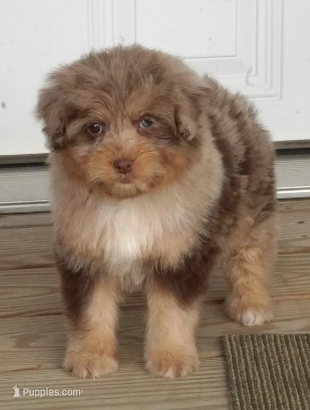 Dark Chocolate Merle Female 