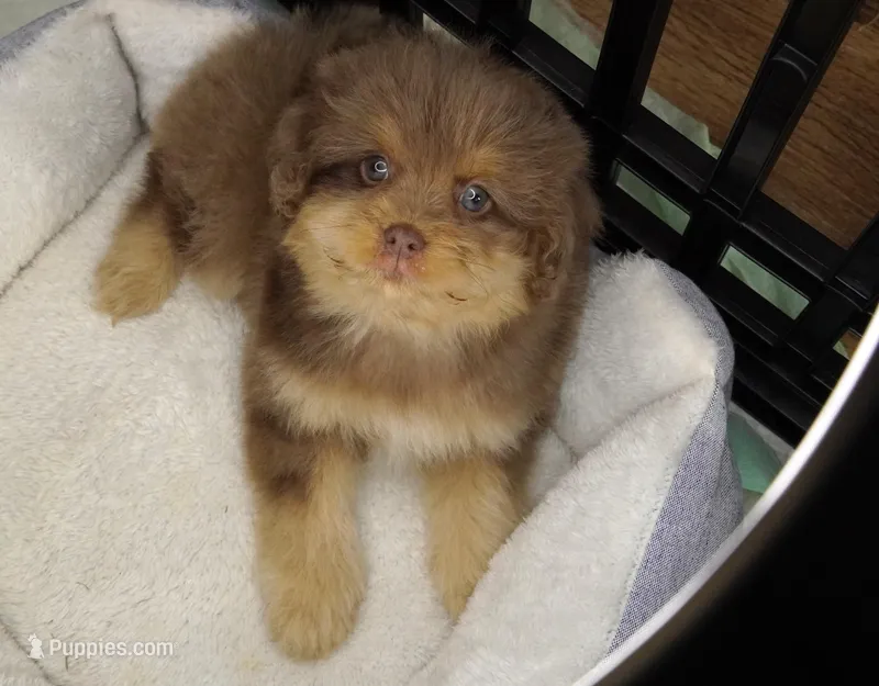 Chocolate Merle Male