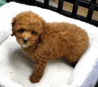 Tara, a female Poodle - Toy  for sale in Huntsville, AL – 2 of 2