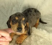 Silver Dapple Male , a male Miniature Dachshund for sale in Huntsville, AL – Photo 1 of 2