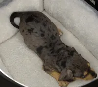 Silver Dapple Male , a male Miniature Dachshund for sale in Huntsville, AL – Photo 2 of 2