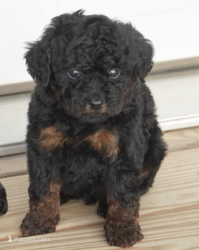 Male Phantom – Poodle - Toy  puppy for sale in Huntsville, AL