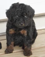 Male Phantom, a male Poodle - Toy  for sale in Huntsville, AL – 1 of 2