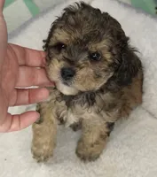 Sable , a male Poodle - Toy  for sale in Huntsville, AL – 1 of 2