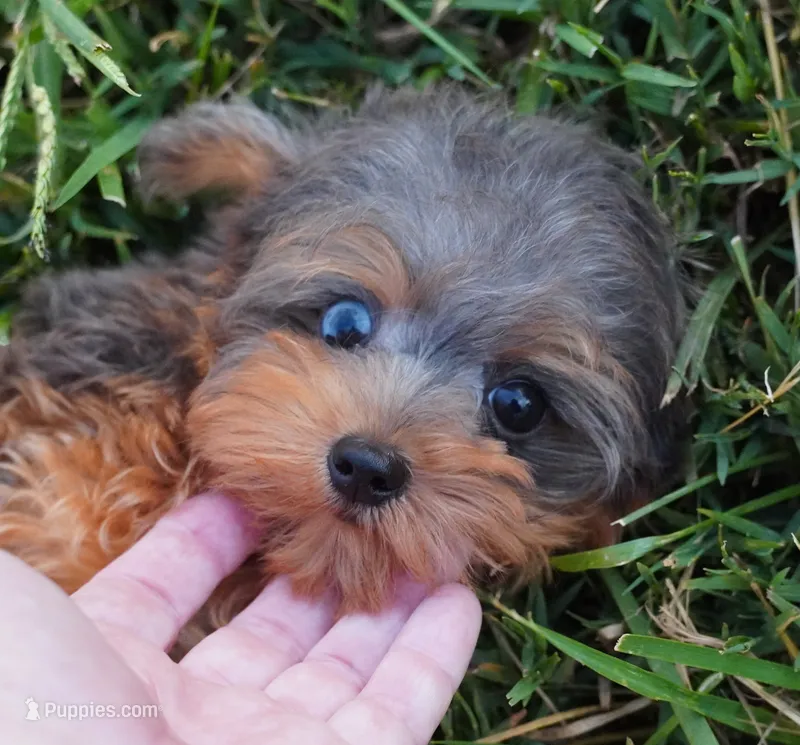 Merle Phantom Yorkie Poo  – Yorkipoo, Yorkshire Terrier puppy for sale in Huntsville, AL