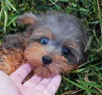 Pending For Jessica, a male Yorkipoo and Yorkshire Terrier for sale in Huntsville, AL – 1 of 6