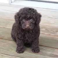 Chocolate Male, a male Poodle - Toy  for sale in Huntsville, AL – 1 of 1