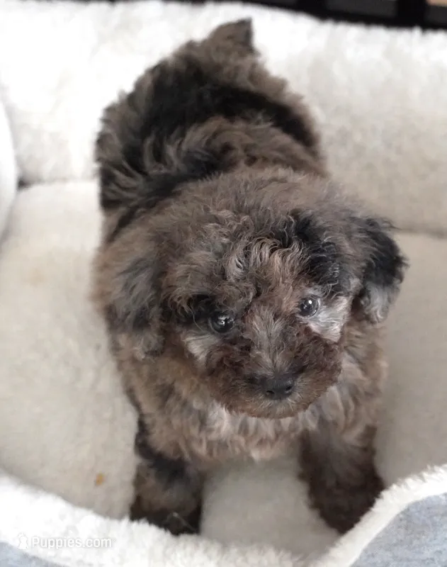 Blu Merle Male – Poodle - Toy  puppy for sale in Huntsville, AL