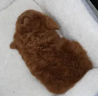 Dark Red Male , a male Poodle - Toy  for sale in Huntsville, AL – 2 of 2