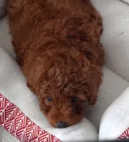 Red Male, a male Poodle - Toy  for sale in Huntsville, AL – Photo 2 of 2