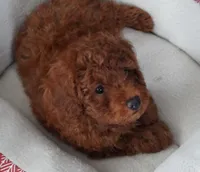 Red Male, a male Poodle - Toy  for sale in Huntsville, AL – Photo 1 of 2
