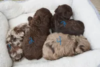 F1B Tiny Toy Chocolate Merle Female, a female Poodle - Toy  and Miniature Aussiedoodle for sale in Huntsville, AL – 3 of 3