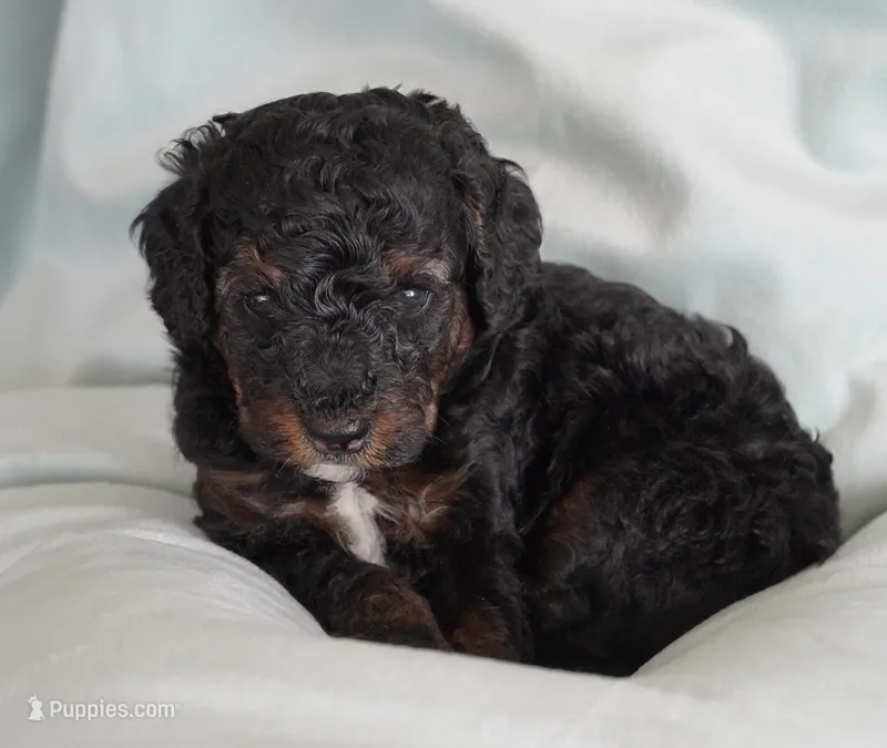 Toy Phantom Male  – Poodle - Toy  puppy for sale in Huntsville, AL