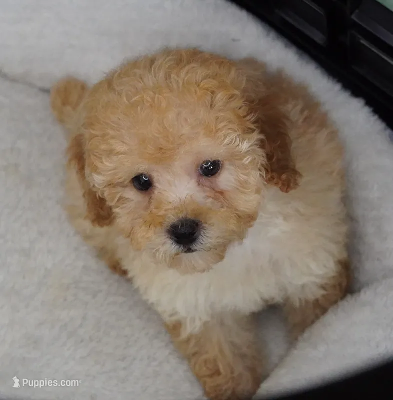 Apricot Girl  – Poodle - Toy  puppy for sale in Huntsville, AL