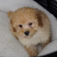 Apricot Girl , a female Poodle - Toy  for sale in Huntsville, AL – 1 of 2