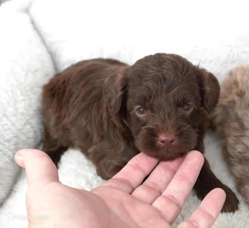 F1B Toy Chocolate Male  – Poodle - Toy , Miniature Aussiedoodle puppy for sale in Huntsville, AL