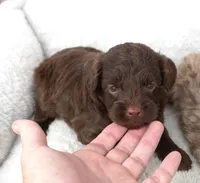 F1B Toy Chocolate Male , a male Poodle - Toy  and Miniature Aussiedoodle for sale in Huntsville, AL – 1 of 1