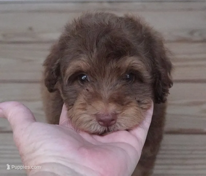 F1BB Chocolate Phantom Mini  Aussiedoodle – Poodle - Toy , Miniature Aussiedoodle puppy for sale in Huntsville, AL