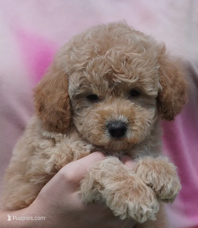 Apricot Male  – Poodle - Toy  puppy for sale in Huntsville, AL