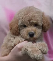 Apricot Male , a male Poodle - Toy  for sale in Huntsville, AL – 1 of 2