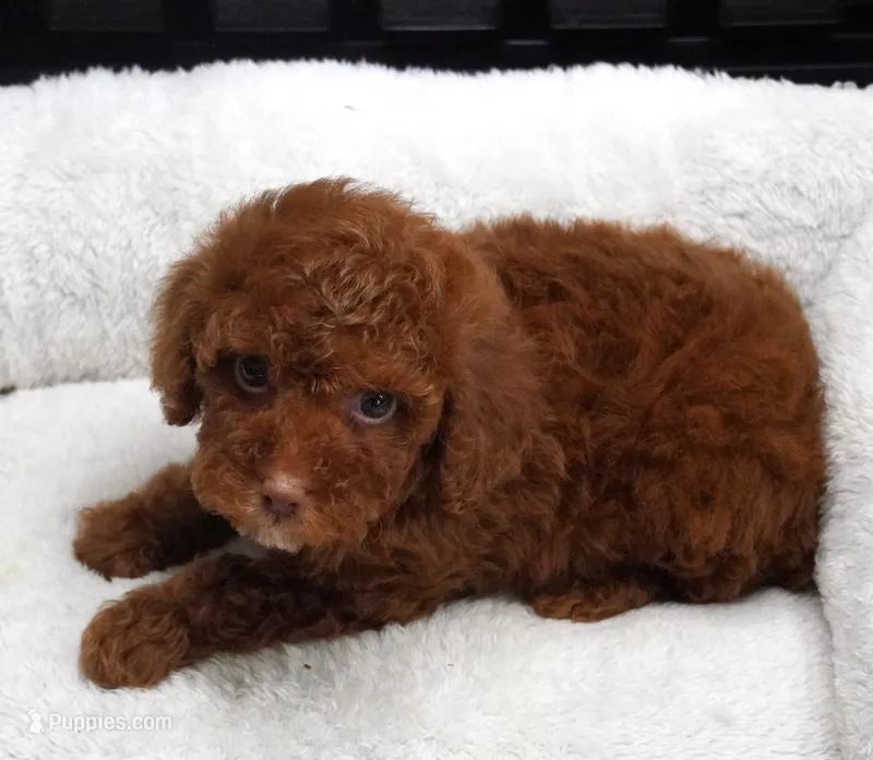 Dark Red Male , a male Poodle - Toy  for sale in Huntsville, AL – 1 of 2