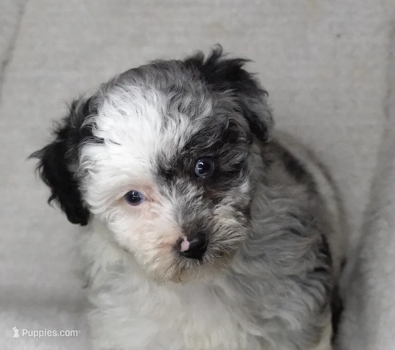 Blue Eyed Merle Parti  – Poodle - Toy  puppy for sale in Huntsville, AL