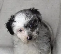 Blue Eyed Merle Parti , a female Poodle - Toy  for sale in Huntsville, AL – 1 of 3