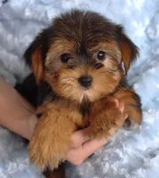 Toy Yorkie Male, a male Yorkshire Terrier for sale in Huntsville, AL – 1 of 2