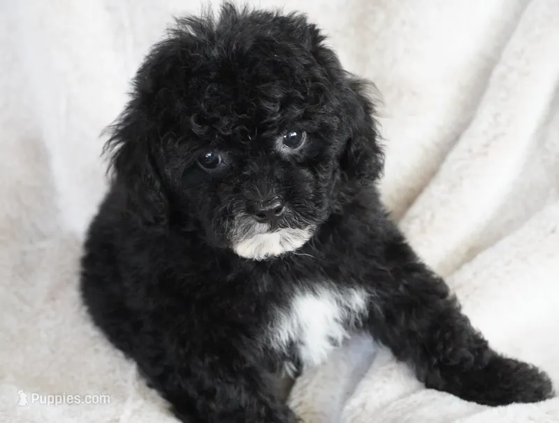 Tiny Toy Female – Poodle - Toy  puppy for sale in Huntsville, AL