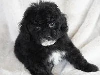 Tiny Toy Female, a female Poodle - Toy  for sale in Huntsville, AL – 1 of 3