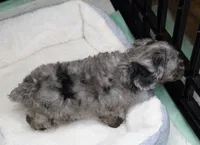 Pending for Isaiah, a male Poodle - Toy  for sale in Huntsville, AL – Photo 2 of 2